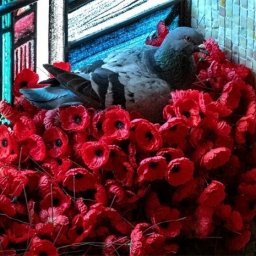 Гнездо в цветах: идеи украшения дачи