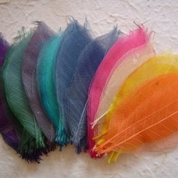 ​Скелетирование листьев