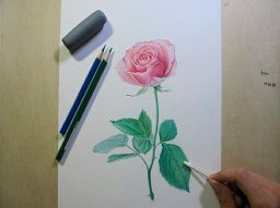 ​Чудесная роза карандашом