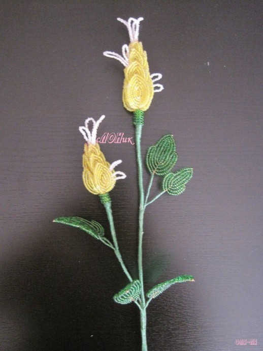 Пахистахис