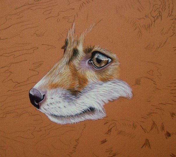 ​Рисуем лису