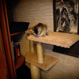 ​Лежак и когтеточка: два в одном для кота