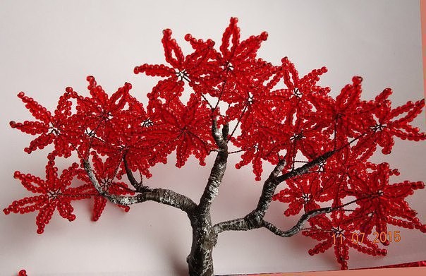 ​Красный бисерный клён
