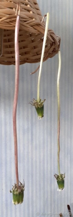 Одуванчиковое счастье