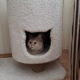 Домик для любимого кота