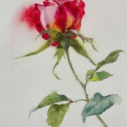 ​Урок рисования акварелью: роза