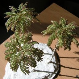 Пушистая пальма из бисера