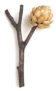 Дерево из скорлупок от фисташек Дерево из скорлупок от фисташек