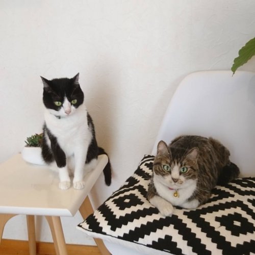 Невероятно реалистичные войлочные животные от японского художника Miru