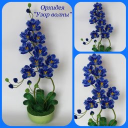 Орхидеи в синем цвете