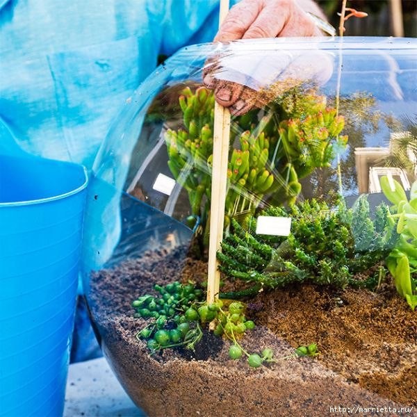 Флорариум своими руками