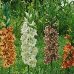 Гладиолус из бисера