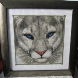 ​Хищник семейства кошачьих