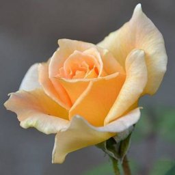 Шаблоны для изготовления цветов