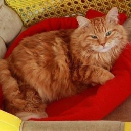 Лежанка для кота из старого свитера