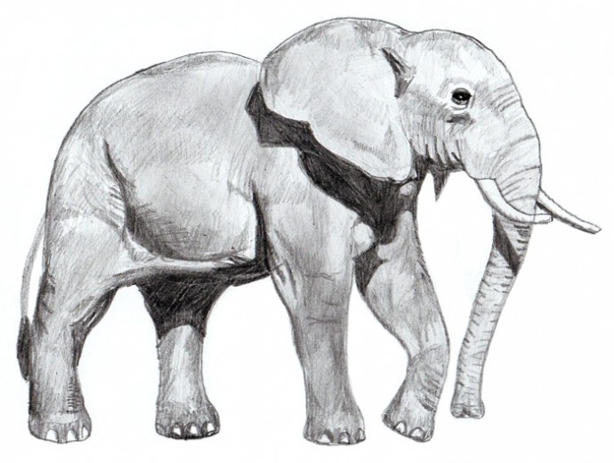 Рисуем слона: пошаговый мастер-класс
