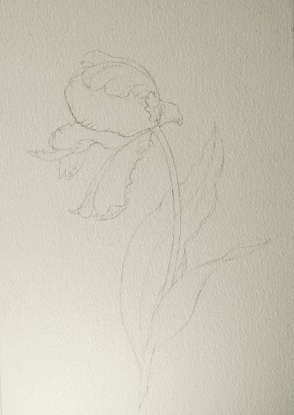 Урок рисования: тюльпан акварелью