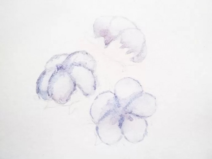 Веточка хлопка акварелью