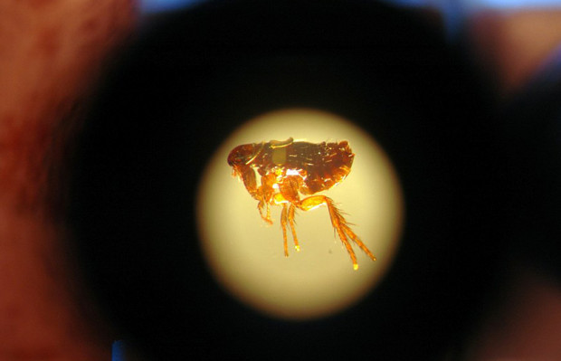 Мастерство микроминиатюры Мастерство микроминиатюры