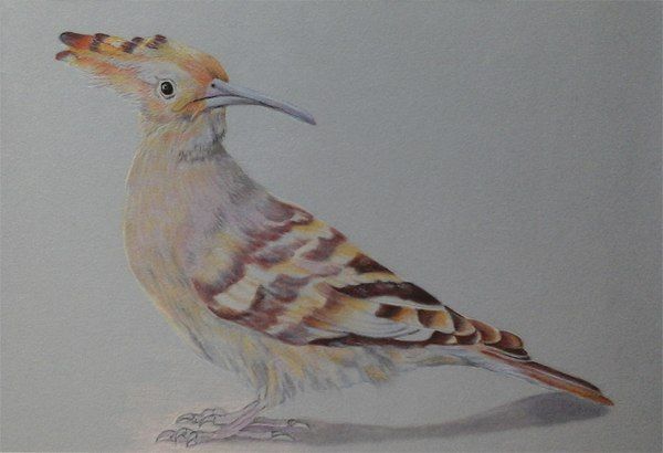 Рисуем красивую птичку