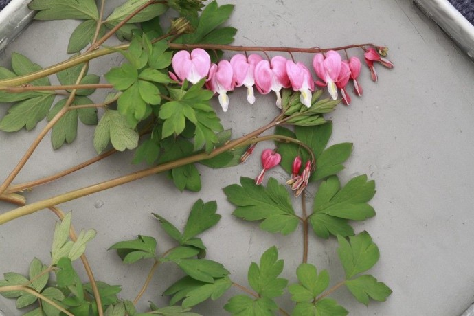 Создаем гипсовые отпечатки растений: мастер-класс