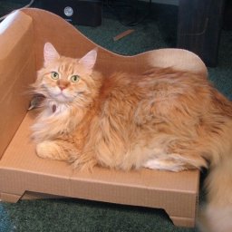 Диван для кота