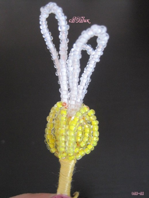 Пахистахис