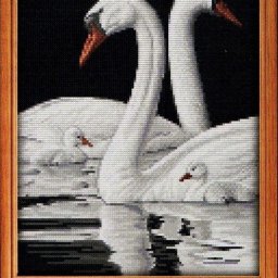 ​Лебединая семья