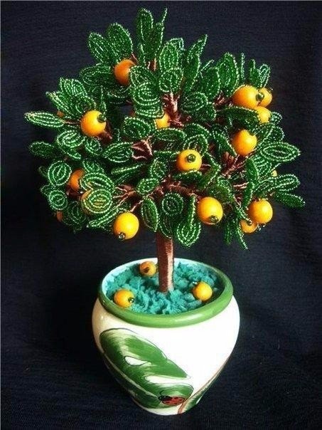 ​Плодоносящее апельсиновое деревце