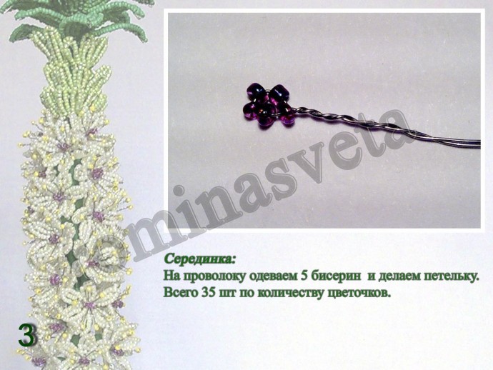 ​Восхитительный эукомис