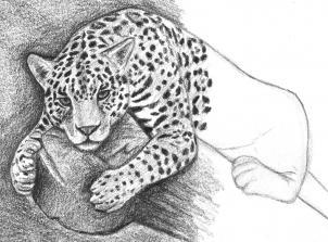 Рисуем ягуара