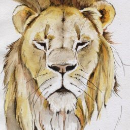 Рисуем царя зверей льва