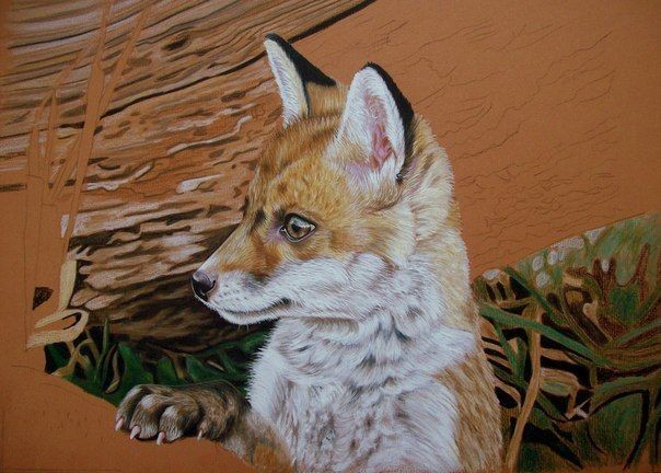 ​Рисуем лису