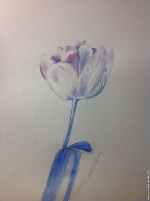 Зимний тюльпан в технике акварельной живописи Зимний тюльпан в технике акварельной живописи
