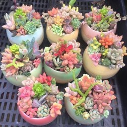 ​Нереально красивые варианты композиций из разноцветных суккулентов
