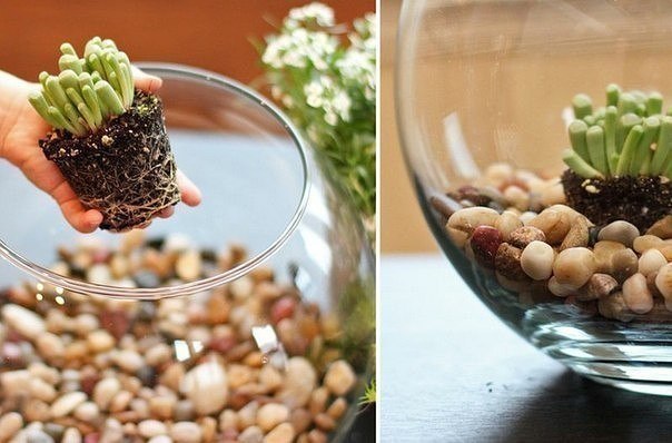 Создайте свой мини-сад не подверженный изменениям