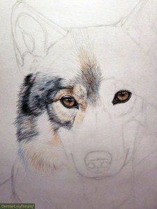 Рисуем волка