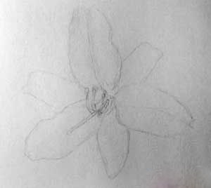 Цветок лилии акварельными карандашами