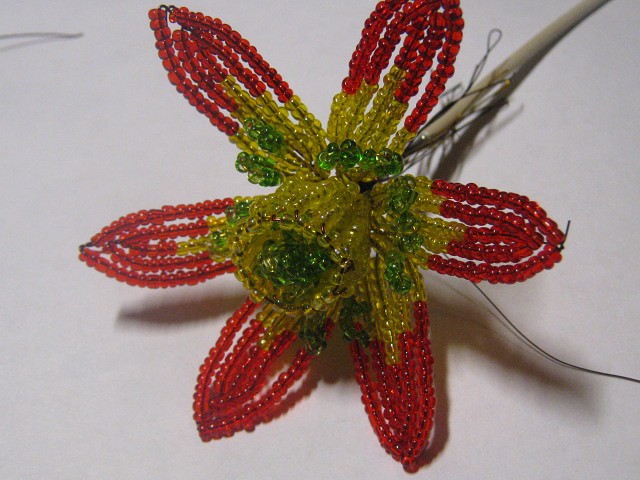 Цветущий кактус
