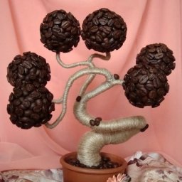 Кофейный баобаб