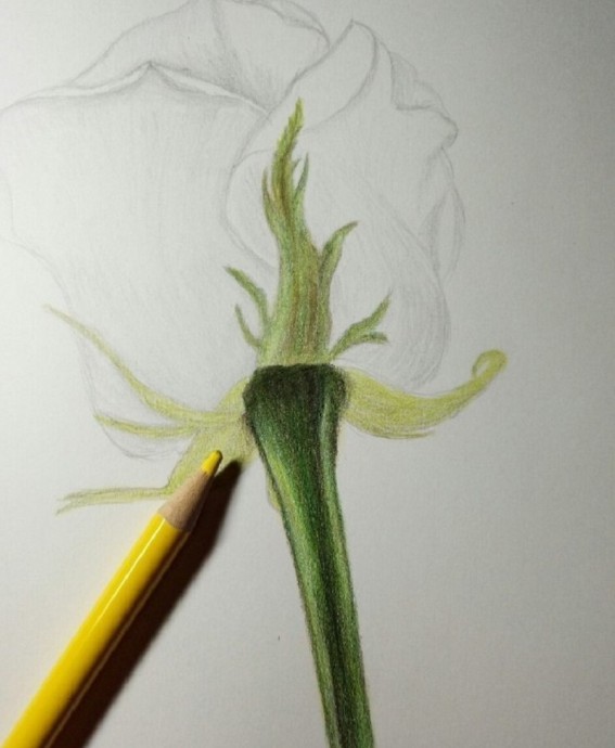 Рисуем розу карандашом: мастер-класс