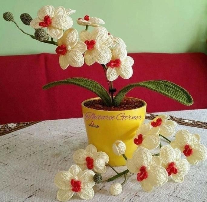 ​Орхидея крючком
