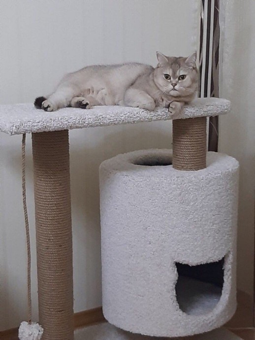 Домик для любимого кота Домик для любимого кота