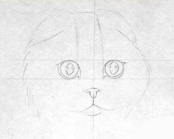 Рисуем шотландскую вислоухую кошку Рисуем шотландскую вислоухую кошку