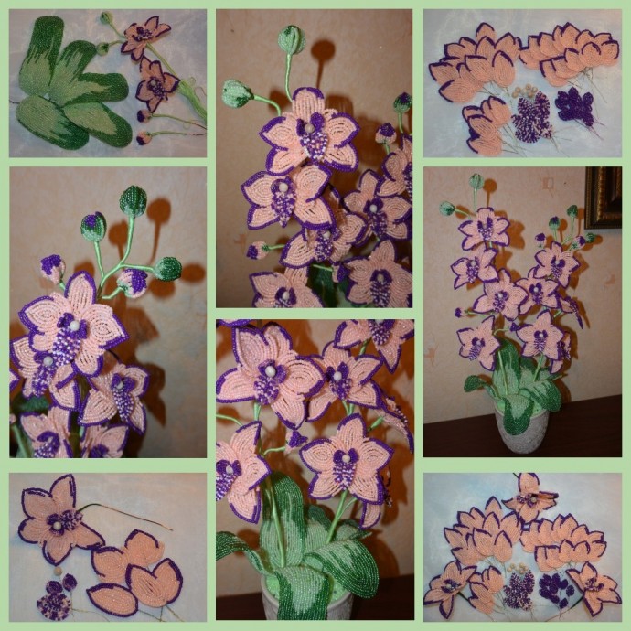 ​Розово-фиолетовые орхидеи