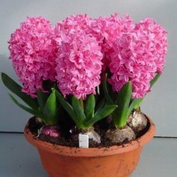 Гиацинт из бисера