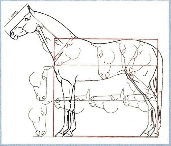 ​Немного о рисовании головы лошади