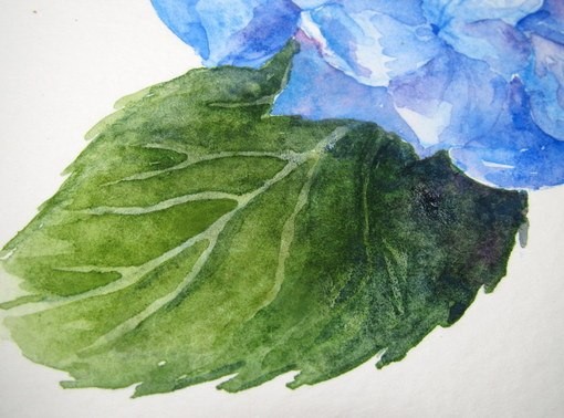 Рисуем гортензию акварелью