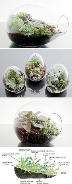 Флорариумы своими руками