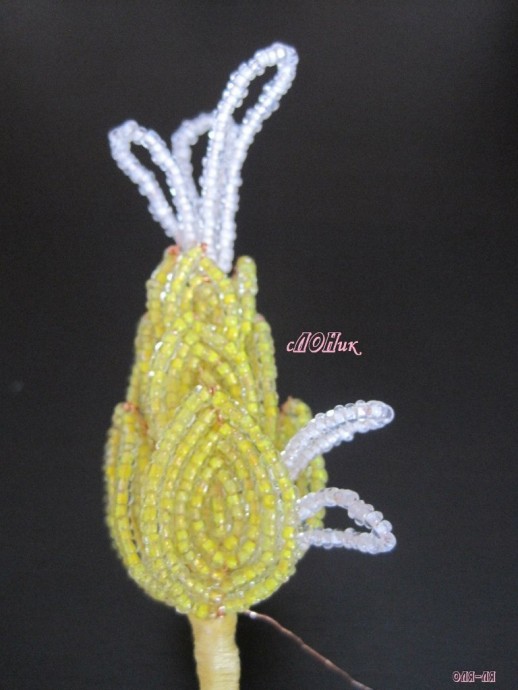 Пахистахис